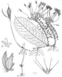 Image result for Dactyladenia