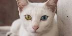 The 20 Most Rare Cat Breeds In The World