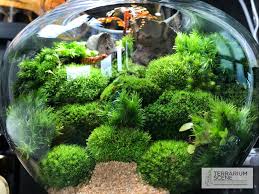 Pin On Terrarium