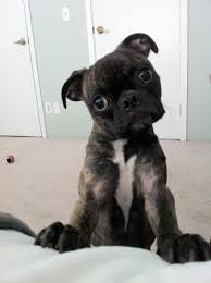 Greenfield puppies has been finding loving homes for puppies for over a decade. My Girlfriends Alarm Clock Find Cute Things To Pin Here Http Don Greymafia Com P 42271 Puppies Boston Terrier Pug Bugg Puppies