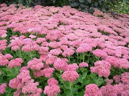 24 Plantes Qui Poussent Dans Votre Jardin Sans Eau Ou Presque Idees De Jardin Fleur Jardin Facile Jardins