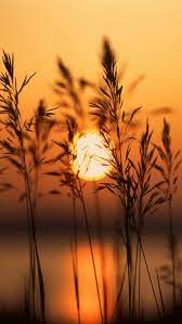 This Wallpaper Is Shared To You Via Zedge Landscape Photography Nature Wallpaper Nature Flowers Photography Wallpaper