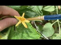 Image result for how to self pollinate cucumbers