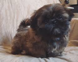 Shih Tzu Poodle Mix Black And Brown My Little Tinkertoy Shih Tzu Christmas Puppy Is About This Size Just Shy Of 3 Months Old The Cutest Puppies Ever Shih Tzu Shih Tzu Puppy Shitzu Puppies