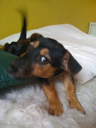 Black And Tan Jack Russell Jack Russel Black And Tan Jack Russell Jack Russell Terrier Black And Tan