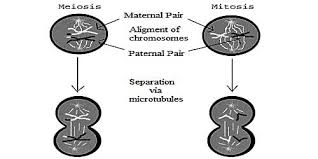 Feb 04, 2004 · metaphase. Difference Between Metaphase Of Mitosis And Metaphase 1 Of Meioses Qs Study