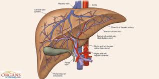 The liver is a roughly triangular organ that extends across the entire abdominal cavity just inferior to the diaphragm. Liver Blood Supplement Diagram