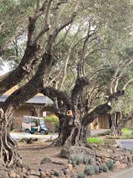 Recently moved from San Diego to Elk Grove. I don't get to play Torrey or  Coronado any more. What are some of the best courses for the $$ around here  ? Opened