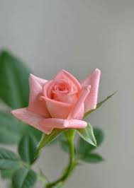 Fiore simile a una rosa: 310 Idee Su Non C E Rosa Senza Spine Nel 2021 Fiori Bellissimi Fiori Fiori Rosa