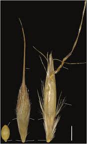 Image result for Danthoniopsis dinteri