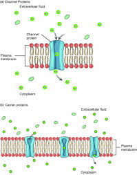 Small molecules, such as water and ethanol, can also pass through membranes, but they do so more slowly. 3 1 The Cell Membrane Anatomy Physiology