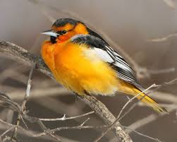 Big Black Birds In Indiana Rare Unexpected Unusual Or Extinct Indiana Birds Marty Jones Great Backyard Bird Count Bird Species Backyard Birds