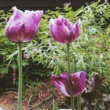 Cleaning Up The Spring Bulbs What Not To Do Garden Bulbs Spring Bulbs Flowering House Plants