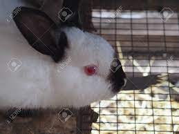 Belgian hare rabbits are one of the most high maintenance rabbit breeds. White Rabbit With Black Ears Keeping A Rabbit In A Cage Red Stock Photo Picture And Royalty Free Image Image 140367357