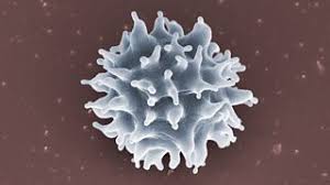 Check spelling or type a new query. Lymphocytes Specific Cellular Defences Against Pathogens Higher Human Biology Revision Bbc Bitesize