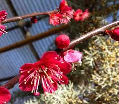 5 m (18 ft) moisture: Prunus Flowering Cherry Plum And Apricot At Portland Nursery And Garden Center