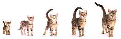 Life Stages Cat Care For Life
