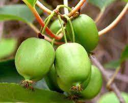 Vigorous climbing vines are very productive or large, sweet, tasty fruit. Kiwi Trees For Sale Buy Kiwi Fruit Plants The Tree Center