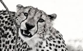 Black And White Cheetah Photography Black And White Photograph Of A Beautiful Cheetah Tanzania Africa Blackandwhitewildlifephot Animal Photography Black And White Photographs Animals Beautiful