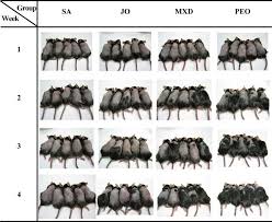 Essential oils may also be used for household purposes such as room. Peppermint Oil For Hair Growth Natural Remedies Lady Alopecia