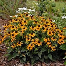 Alatacan cause serious damage in different landscapes if left unsupervised. Mini Black Eyed Susan Black Eyed Susan Rudbeckia Hirta Rudbeckia Goldstrum