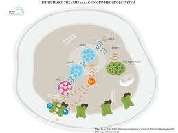 If this does not help, you may be offered lithium on its own, or a combination of lithium, valproate and lamotrigine. Lithium S Mechanism Of Action A Synopsis And Visual Guide