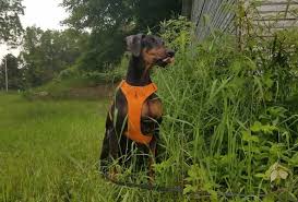 Find the perfect doberman pinscher puppy for sale in florida, fl at puppyfind.com. Rescue Doberman Search Rescue Dog Joe Pete Wins Akc Ace Award