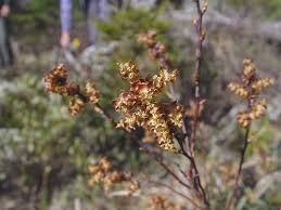 Image result for Myrica kandtiana