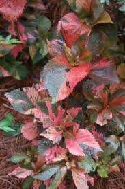 Image result for Acalypha polymorpha