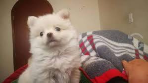 Cachorros Pomerania Cara De Zorro En Mexico Ciudad De Clasf Moda Y Accesorios