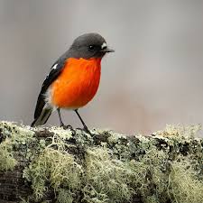 Image result for Burttia prunoides