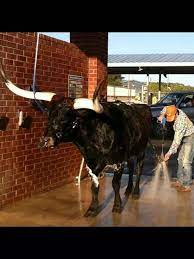 Pin By Jean Wright On Home Texas Only In Texas Texans