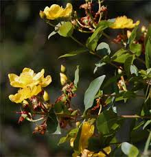 Image result for Hypericum roeperianum