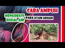 Cara mengobati mata ayam berbusa. Cara Ampuh Mengobati Dugal Air Pada Ayam Aduan Youtube