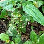 Image result for Dinophora spenneroides