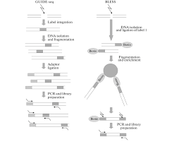 Flow Charts Of Guide Seq And Bless Download Scientific