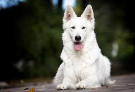 Maybe you would like to learn more about one of these? Ultimate White German Shepherd Care Guide 6 Must Know Tips Perfect Dog Breeds