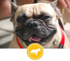 All dogs are spayed or neutered. Chicago French Bulldog Rescue