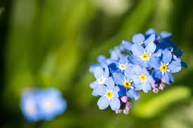 Forget me not flowers bloomington il. 15 Plants That Are Banned From Being Planted In Some Parts The U S