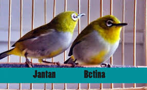 Burung decu jantan (kanan) dan betina mudah sekali dibedakan. Burung Decu Wulung Jantan Dan Betina Perbedaan Burung Cute766