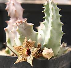 Image result for Huernia longituba