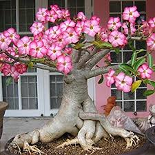 Image result for Adenium
