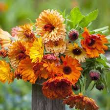 Pin On Flowers