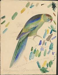 Illustrations Of The Family Of The Psittacidae Or Parrots Edward Lear Sketches Of Parrots Relating To Illustrations Of The Family Of Psittacidae Or Parrots 1832 Ca 1830 Houghton Librar Illustrations Aves