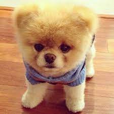 The Puppy Town Pa Instagram Pomeranian Request Your Favorite Breed At Puppyrequests Not Here Thanks Cute Adorable Puppy Puppies Dog Do Djur Mysigt