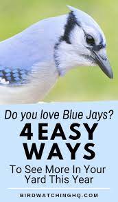 Attract Blue Jays With These 4 Simple Strategies 2021 Bird Watching Hq Blue Jay Bird Blue Jays Bird