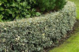 We did not find results for: 23 Of The Best Defensive Plants For Home Security Gardener S Path
