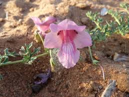 Image result for Dicerocaryum senecioides