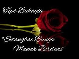 Meskipun berduri bunga yang dihasilkan dari tanaman ini sangatlah cantik. Tips Bahagia Setangkai Bunga Mawar Berduri Youtube