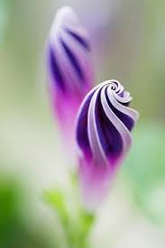 Purple anemones real touch flowers natural touch flower for wedding bouquet centerpiece home decor vividpetal 5 out of 5 stars (1,160) $ 4.99. 40 Naturally Purple Ideas Purple Nature All Things Purple